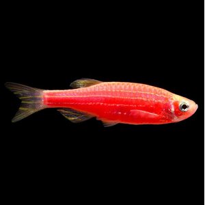 Данио - GloFish Красный