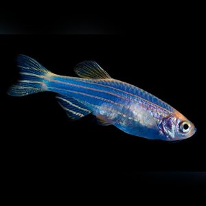 Данио - GloFish Синий