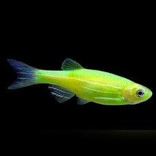 Данио - GloFish Зеленый
