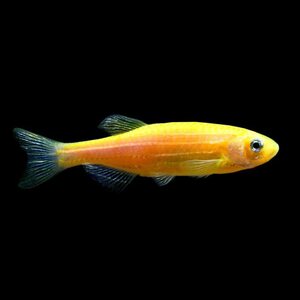 Данио - GloFish Желтый