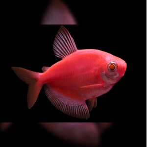 Тернеция Glofish - Красная