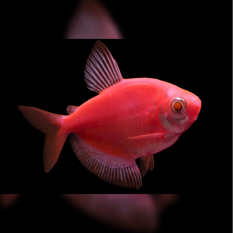 Тернеция Glofish - Красная.