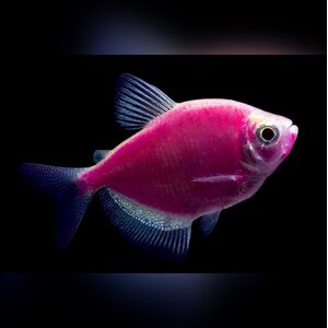 Тернеция Glofish - Малиновая