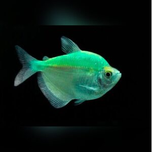 Тернеция Glofish - Мятная