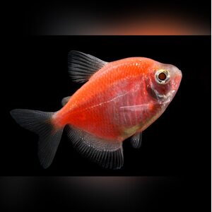 Тернеция Glofish - Оранжевая