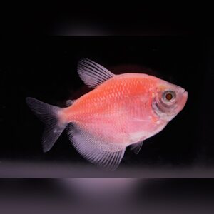 Тернеция Glofish - Персиковая