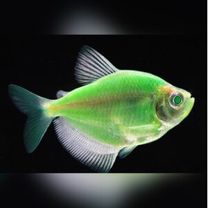 Тернеция Glofish - Салатовая