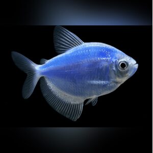 Тернеция Glofish - Синяя
