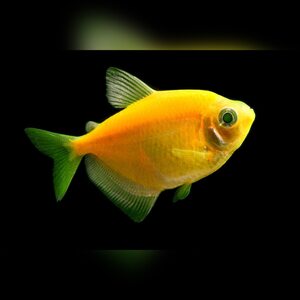 Тернеция Glofish - Желтая