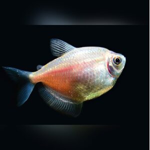 Тернеция Glofish - Жемчуг