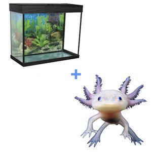 Комплект "Аксолотль с аквариумом" Lite